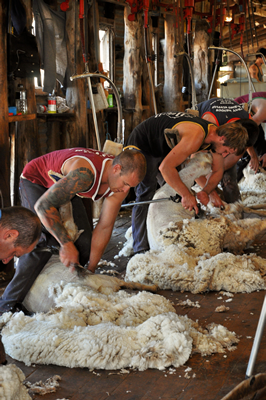 Steam Plains Shearing 022705  © Claire Parks Photography 